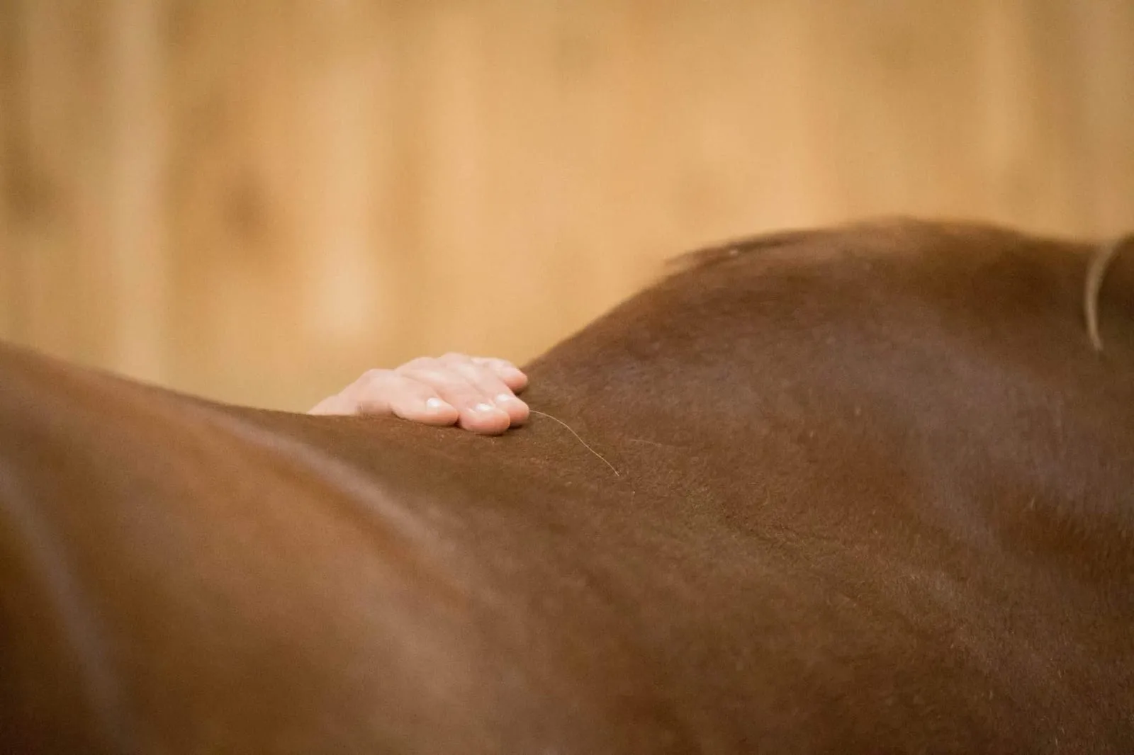 hand_pferd